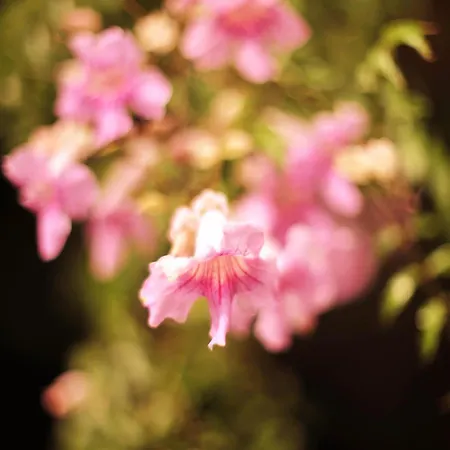 Rural Biniarroca - Adults Only 4*