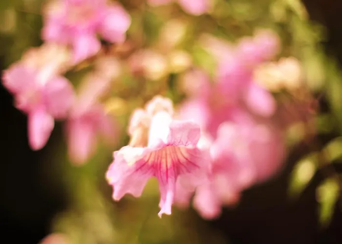 Rural Biniarroca - Adults Only 4*